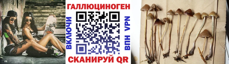 где купить   Северская  mega ONION  Галлюциногенные грибы Psilocybe 